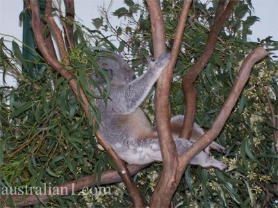 koala clip art. from millions of clipart,
