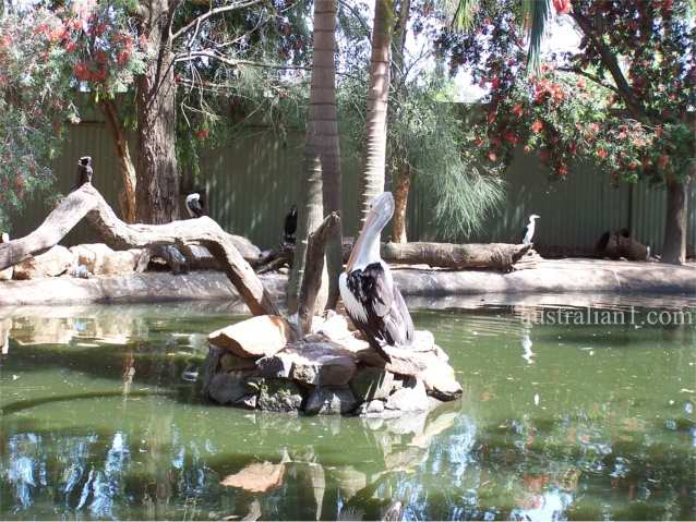 Australian Pelican Photograph