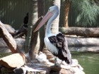 Australian Pelican Photograph
