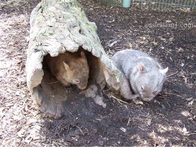 Common Wombat Photograph