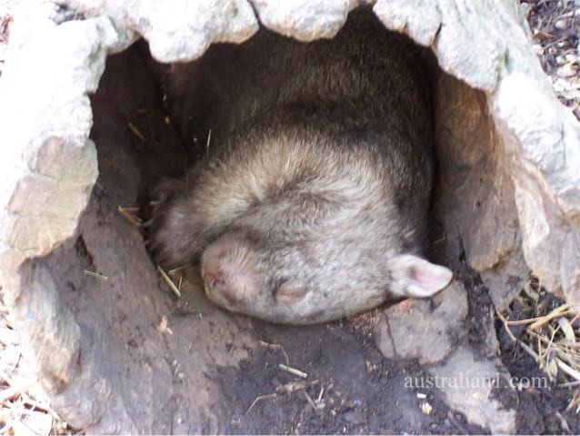 Common Wombat Photograph