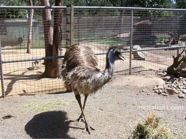 The Emu (Dromaius novaehollandiae)