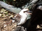 Laughing Kookaburra Photograph