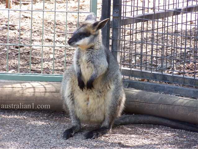 Australian Wallaby Photograph