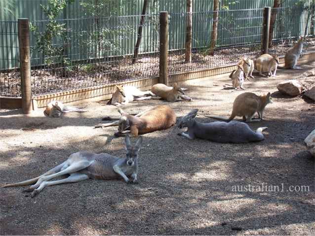 Australian Wallaby and Wallaroos Photograph