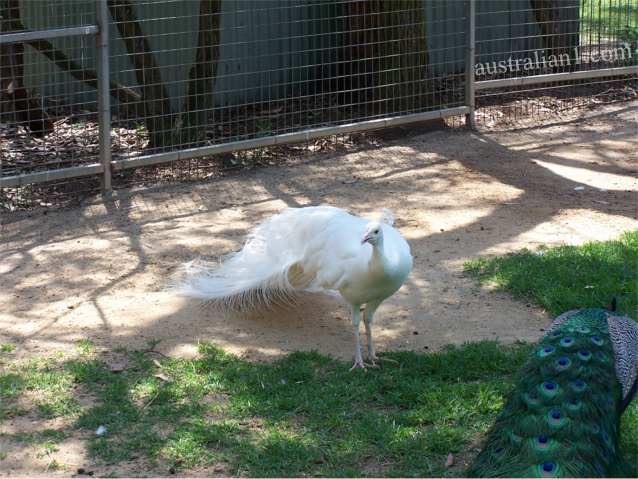 White Peafowl - Peacock
