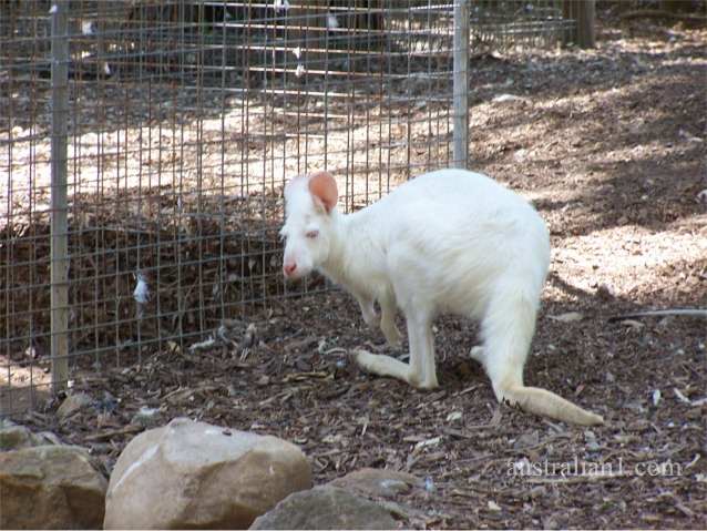 White Wallaroo Photographs, Albino Wallaroos - NSW Australia