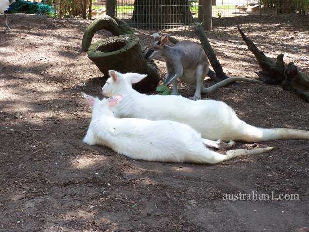 White Wallaroo Photographs, Albino Wallaroos - NSW Australia