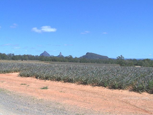 Glass House Mountains National Park - Pineapple Plantation